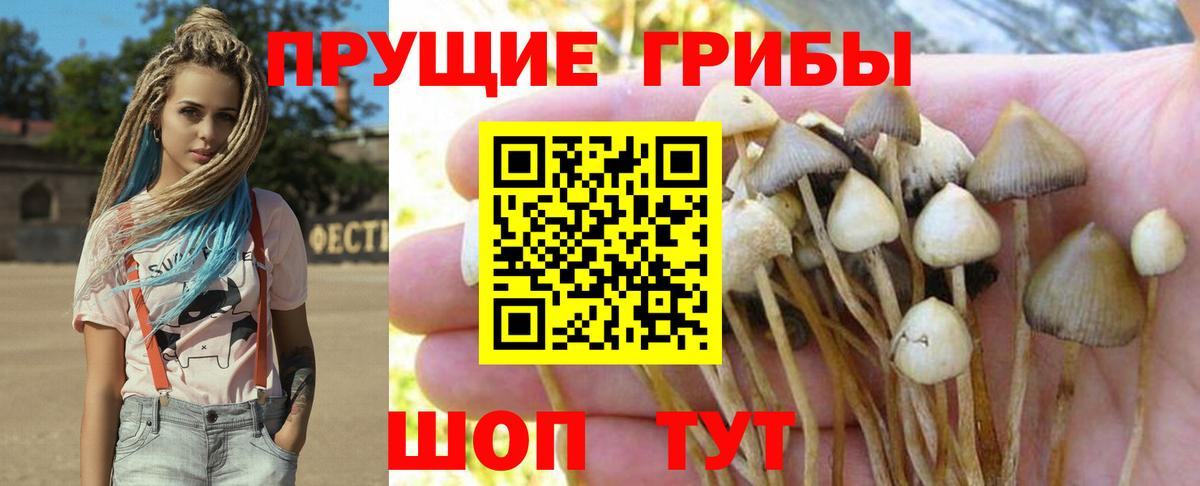 Дубна  купить наркоту  Вход с VPN  Псилоцибиновые грибы Psilocybine cubensis 